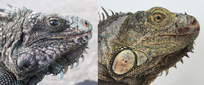 Image 1. Lateral view of a native (left) and non-native (right) female iguana captured on Saba, Dutch Caribbean.