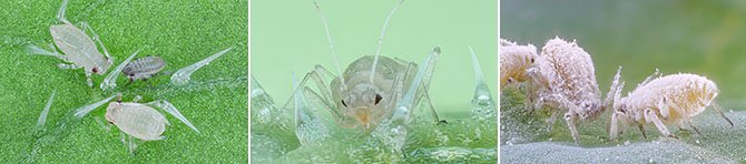 image banner aphids.jpg