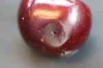  Cherry with damage of Drosophila Suzukii after 4 days at room temperature.