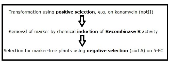 Figure 1: Election scheme for producing marker-free transgenic plants using pMF1. A similar selection scheme can be followed using pMF2 or pMF3 vectors, when positive selection on either hygromycin or phosphinothricin, respectively, is preferred.