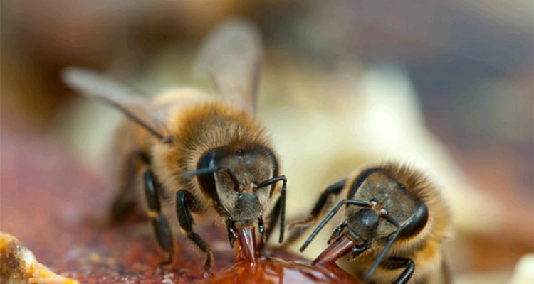 Weerbare bijen