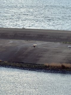 Op Texel op de dam bij de veerboot wacht ons ook een grijze zeehonden pup, zijn moeder zwemt vlak bij in de haven.