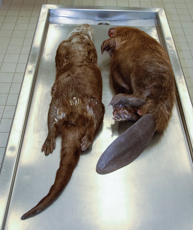 Verschillen tussen een otter (links) en een bever (rechts)