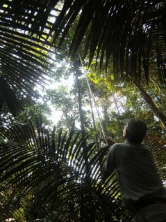 Lourens Poorter verzamelt bladeren in tropisch regenwoud van Amazone om bladkenmerken te meten. (foto M. Peña-Claros)
