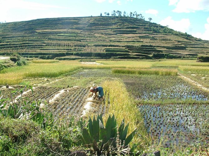 Terraced hillslopes, a woman working on irrigated fields