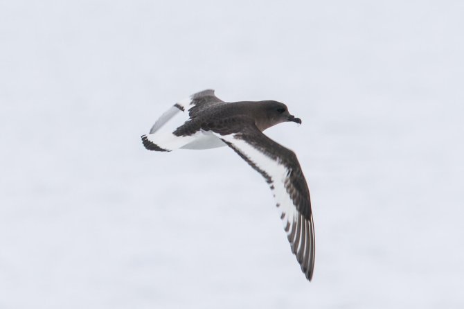 De Antarctische Stormvogel blijft altijd bij het zeeijs in de buurt en broedt op bergtoppen die door de Antarctische ijskap heen komen tot op grote afstand van de zee.
