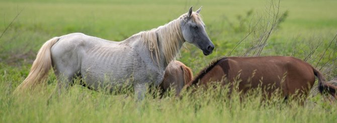 Vermagering bij paarden kan een teken zijn van piroplasmose