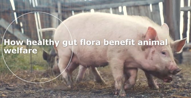 Article: How healthy gut flora benefit animal welfare