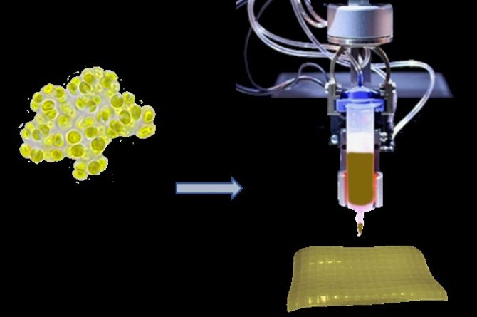 3D bioprinted living microalgae.jpg