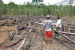 Post burned manioc field