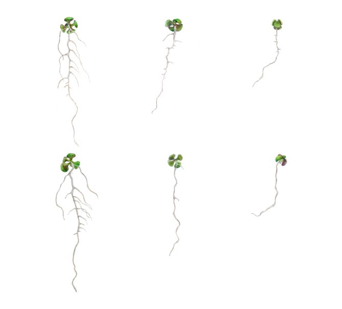 Arabidopsis zaailingen op toenemende hoeveelheid zout (van links naar rechts) laten zien dat de lbd16 mutant (onder) in vergelijking met wild type (boven) een normaal wortelstelsel maakt onder optimale omstandigheden, maar moeite met zijwortelvorming heeft in aanwezigheid van zout. (Illustratie: Eliza van Veen)