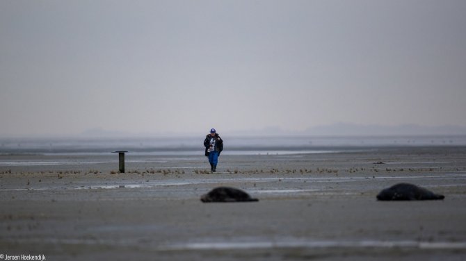 Sophie Brasseur tijdens zeehondentelling op Griend (foto: Jeroen Hoekendijk)