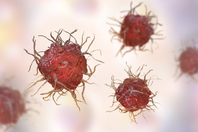 An illustration of dendritic cells, the immune cells the researchers studied.