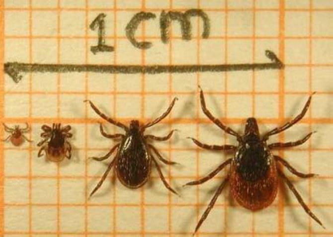 Ixodes ricinus - van links naar rechts: larve – nimf – mannetje – vrouwtje (Foto: Fedor Gassner)