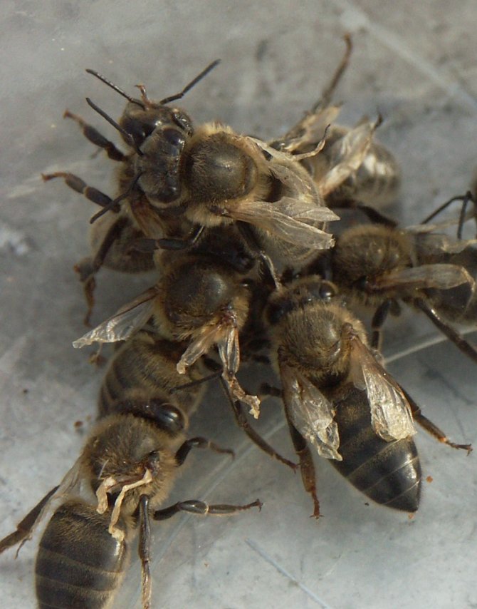 Bijen met misvormde vleugels als gevolg van het Misvormde Vleugel Virus (DWV)