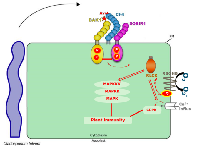 Figure1. Schematic model of immune signalling downstream of the RLP Cf-4.