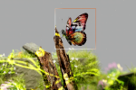 An image of a butterfly perched on a branch, framed in a square, surrounded by seemingly energised earthy elements which are seen in a pixellated form.