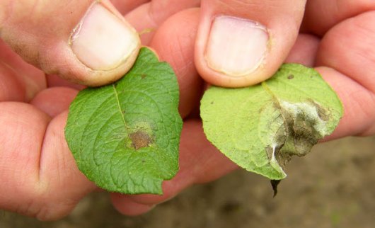 Symptoms of infection by Phytophthora in leaves of susceptible potato cultivars