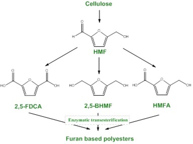 Figure 1 Cellulose-containing biomass can be degraded to sugars and HMF. HMF in his turn can be enzymatically reduced or oxidized to 2,5-furandicarboxylic acid (2,5-FDCA), 2,5-bishydroxymethylfuran (2,5-BHMF) or hydroxymethylfurancarboxylic acid (HMFA), which can all serve as building block for furan based bioplastics. 