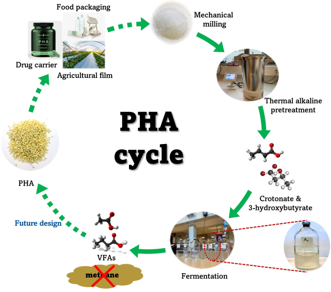 Fig. 1. Schematic representation of the degradation of bioplastics. After thermal and alkaline pretreatment (hydrolysis), mixed culture, anaerobic fermentation results in volatile fatty acids, that can subsequently be used for new bioplastic, or many other applications.