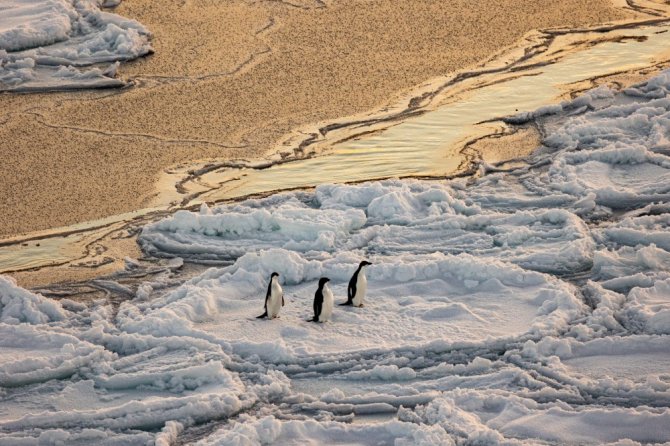 A group of young Adelie penguins on growing ice floes (photo: Susanne Kühn)