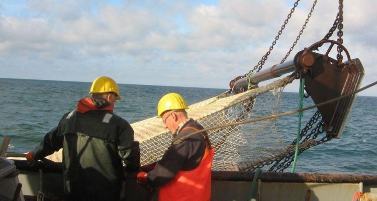 Boomkorsurvey/ Beam Trawl Survey