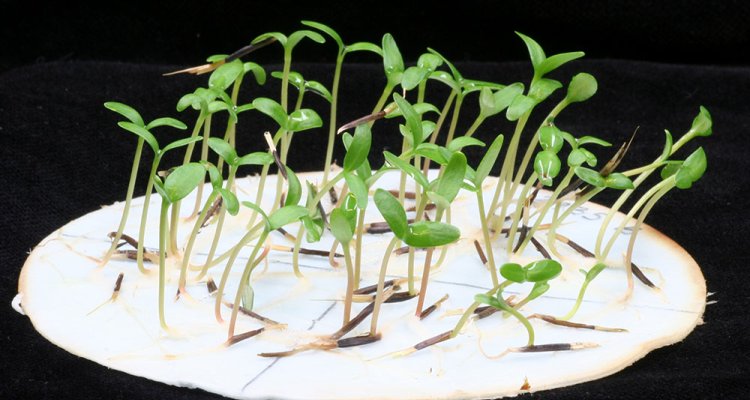 Research and training in seed technology