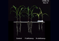 Figure 2: Maize grown in the hydroponic experiment