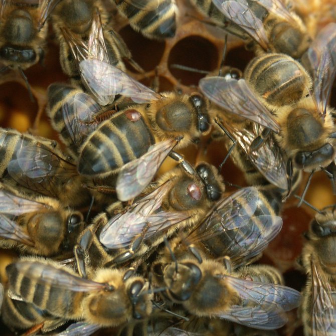 Honingbijen met parasitaire varraomijt
