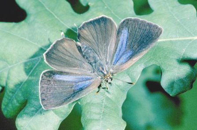 In de leidraad wordt aanbevolen om rekening te houden met zeldzame vlindersoorten, zoals de Eikenpage, die eveneens worden aangetast door het preparaat (foto: Wageningen Environmental Research)