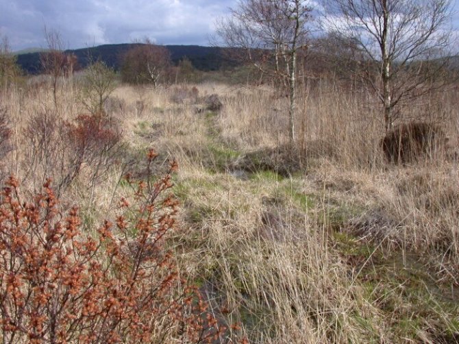 Fig. 3.  Encroachment of woody vegetation into open bog.