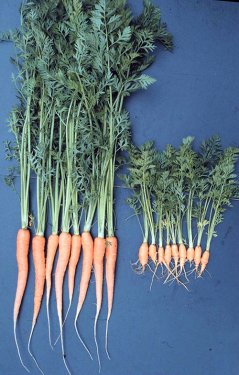 Damage to carrots
