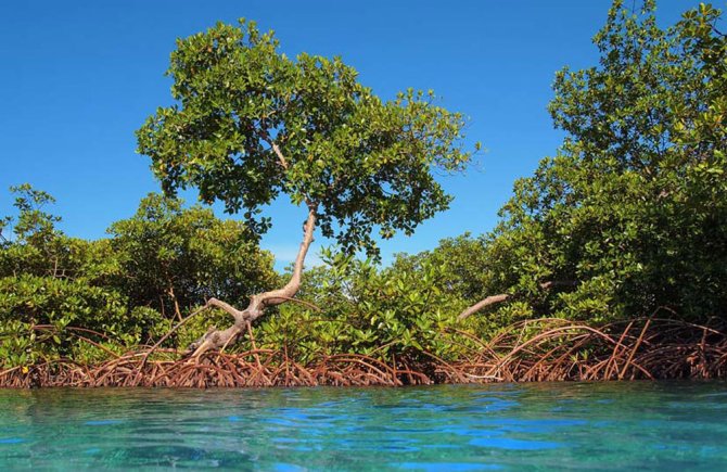 Erik Meesters heeft de natuur in het Caribisch gebied drastisch zien veranderen.