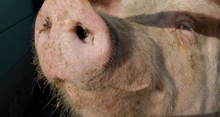 Nederland is gevrijwaard van klassieke varkenspest (KVP)