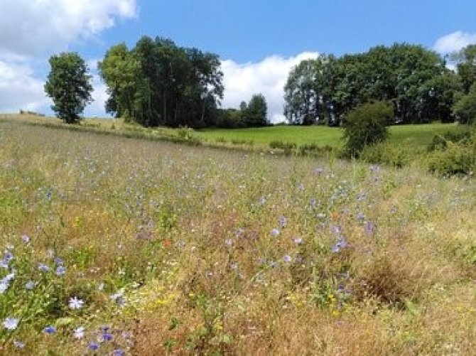 Arable land in the South of Limburg, opportunities for biodiversity (Source: Femke Kleisterlee)
