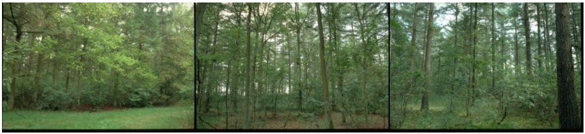 Oosteresch, een twintigste eeuwse heidebebossing
