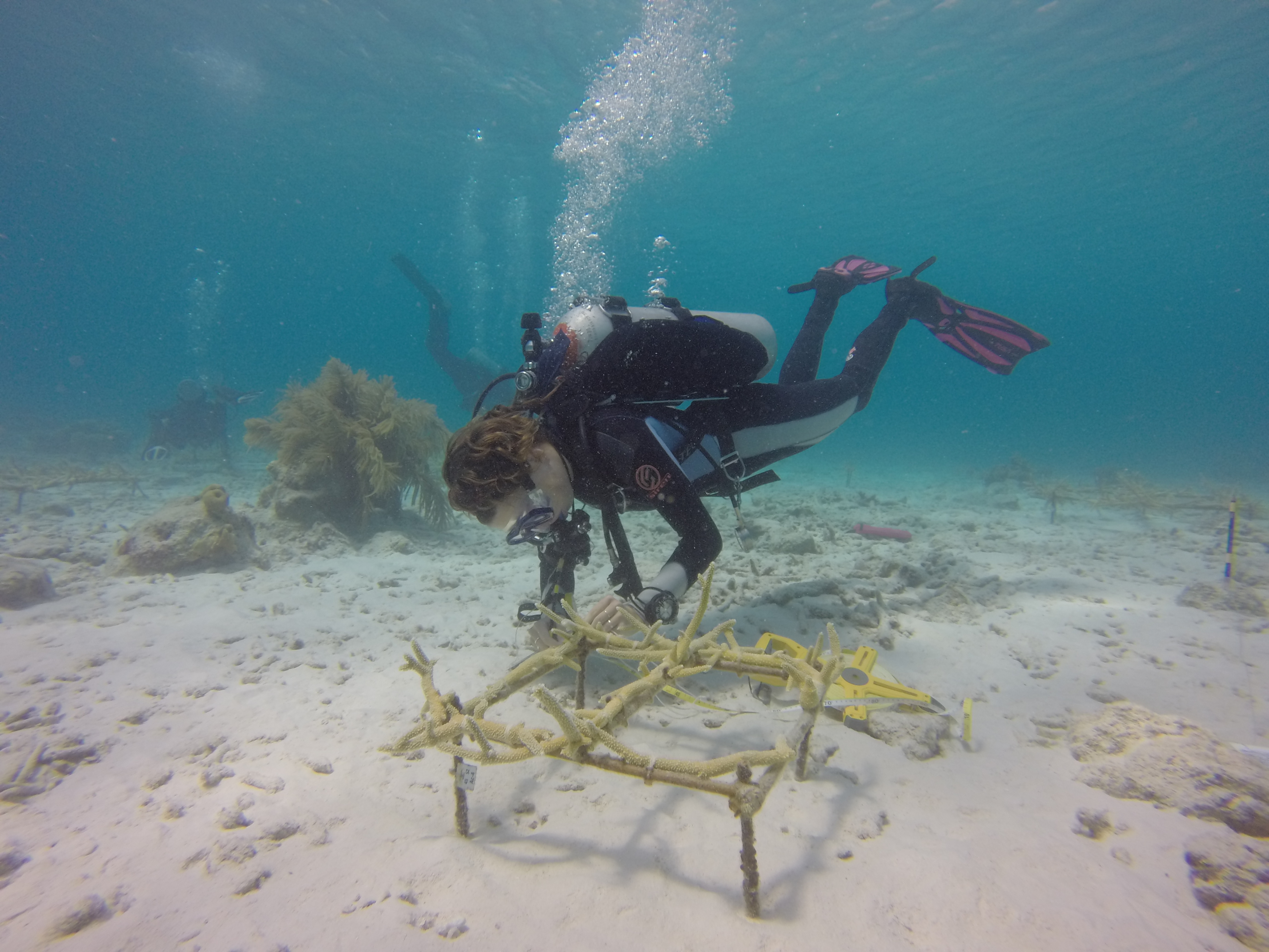 measuring coral reef in Bonaire.jpg