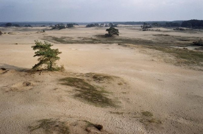 Figure 3 Inland sand dunes at the Wekeromse Zand. A problem is the increasing extent with invasive moss species (Campylopus introflexus).