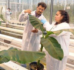 Disseminating Panama disease in banana caused by one single clone of the Fusarium fungus