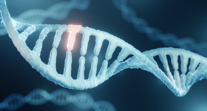 Een mutatie waarbij een enkele DNA letter, of nucleotide, veranderd is. Met CRISPR-Cas maken wetenschappers zulke mutaties, maar ze komen ook in de natuur voor. 