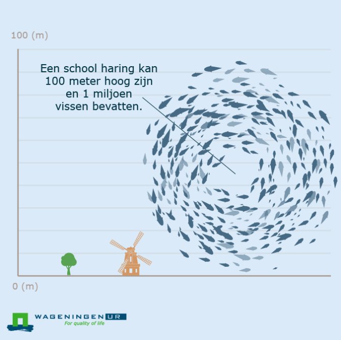 Een school haring kan 100 meter hoog zijn en 1 miljoen vissen bevatten