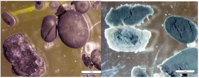 Figure 2 Macroscope pictures of anaerobic granules grown on different wastewaters.