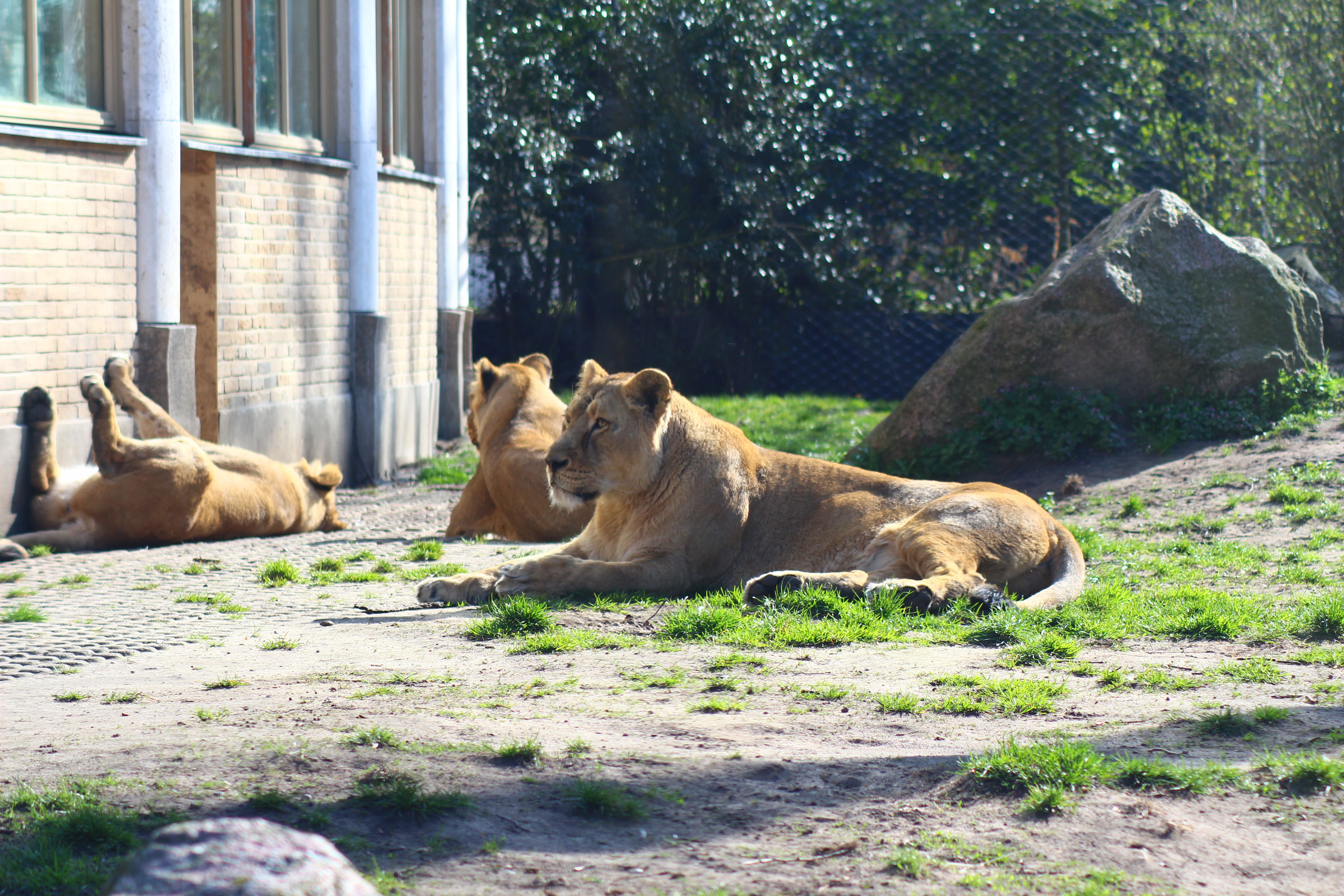 Lions at Diergaarde Blijdorp.JPG