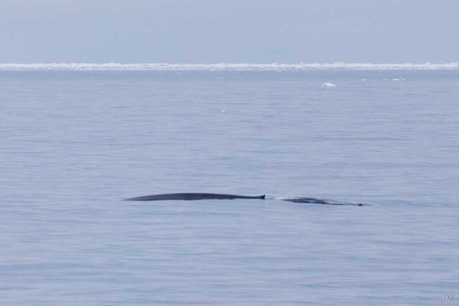 A Blue Whale quietly passes the ship. One only sees the last part of the back with the characteristic small dorsal fin. 