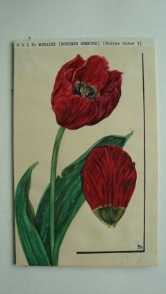 Tulipa virus. Drawing by Suzon van Bovene-Beynon