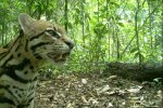 Camera traps are used to monitor wildlife communities