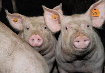 Afrikaanse varkenspest (AVP) in België en nadert Nederland