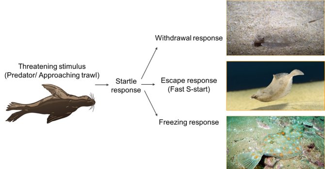 Fig 1: Diagram illustrating types of startle responses. Modified from Domenici & Blake (1997).