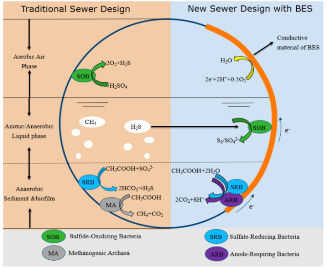 Figure 1. Schematically cross-sectional illustration of bacterial reactions in traditional and BES-based sewer system. Note: In the traditional sewer system, methanogenic archaea (MA) and sulfate-reducing bacteria (SRB) can utilize degradable organics (acetate, etc.) to form methane and sulfide within anaerobic phases. In the BES-based sewer system, anode respiring bacteria (ARB) can compete electron donors (e.g., acetate) with SRB and MA and possibly inhibit the activity of SRB and MA.