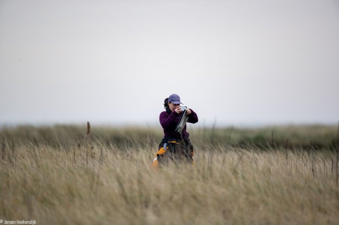 Onderzoeker Jessica Schop speurt tussen het gras naar zeehondenpups (Foto: Jeroen Hoekendijk)